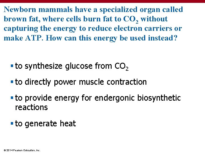 Newborn mammals have a specialized organ called brown fat, where cells burn fat to