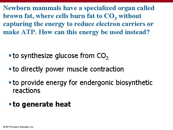 Newborn mammals have a specialized organ called brown fat, where cells burn fat to