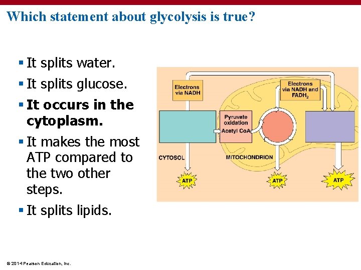 Which statement about glycolysis is true? § It splits water. § It splits glucose.