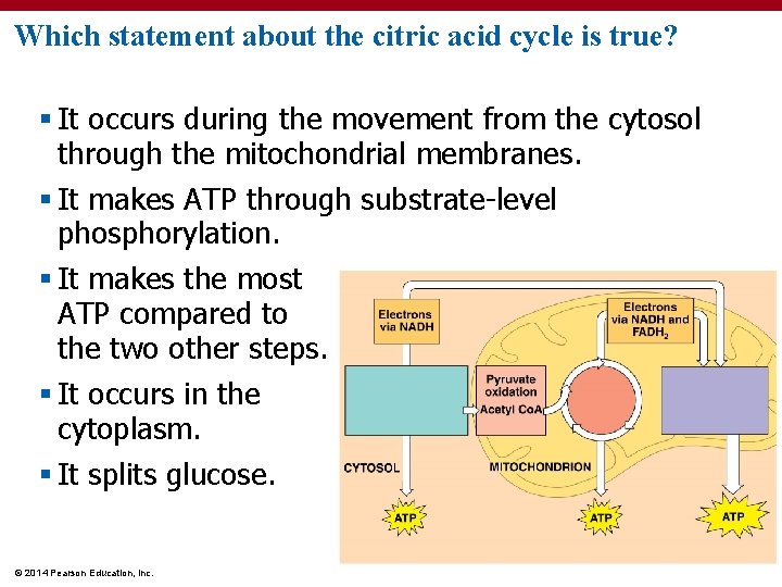 Which statement about the citric acid cycle is true? § It occurs during the