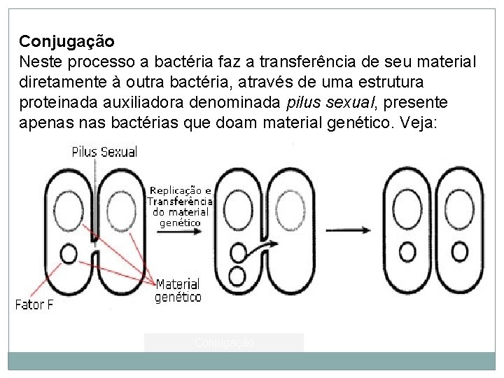 Conjugação Neste processo a bactéria faz a transferência de seu material diretamente à outra