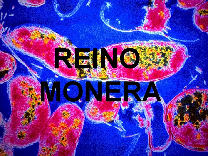 REINO MONERA 