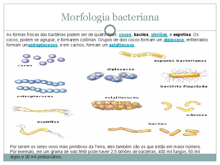 Morfologia bacteriana As formas físicas das bactérias podem ser de quatro tipos: cocos, bacilos,