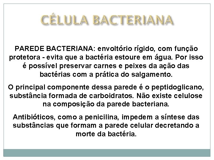 PAREDE BACTERIANA: envoltório rígido, com função protetora - evita que a bactéria estoure em