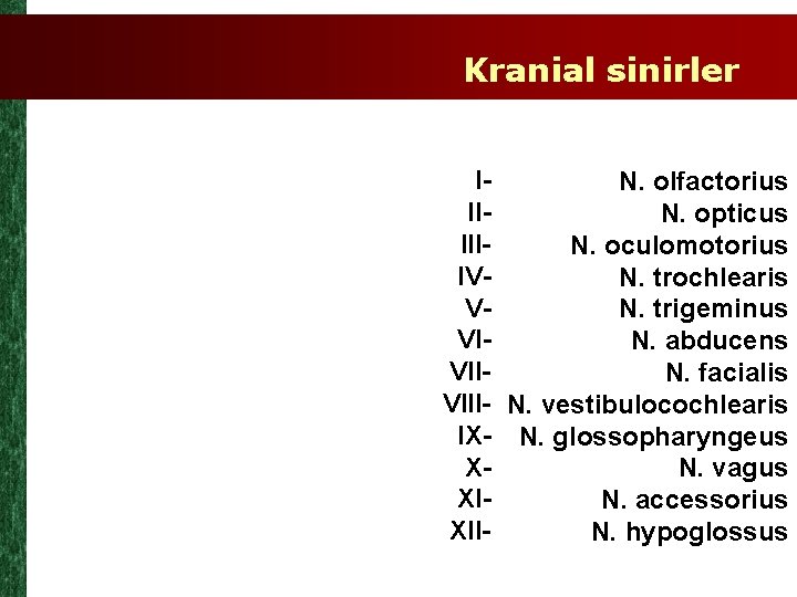 Kranial sinirler IN. olfactorius IIN. opticus IIIN. oculomotorius IVN. trochlearis VN. trigeminus VIN. abducens