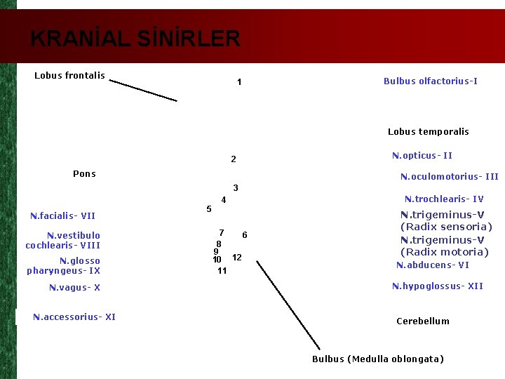 KRANİAL SİNİRLER Lobus frontalis 1 Bulbus olfactorius-I Lobus temporalis 2 Pons N. opticus- II