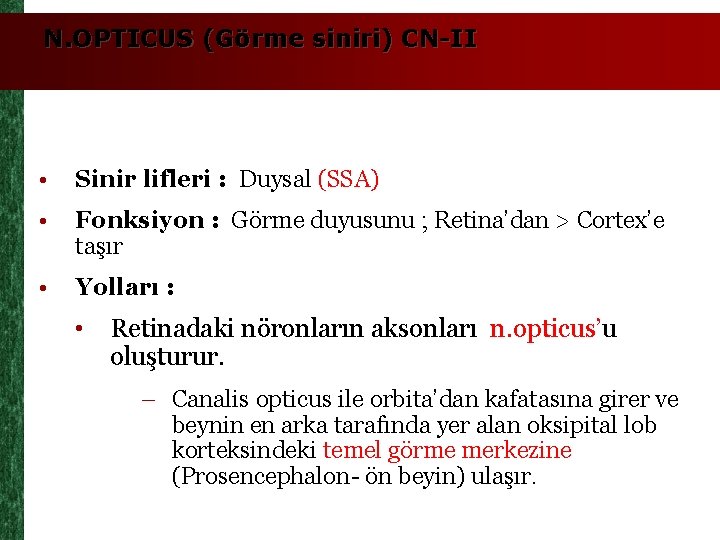 N. OPTICUS (Görme siniri) CN-II • Sinir lifleri : Duysal (SSA) • Fonksiyon :