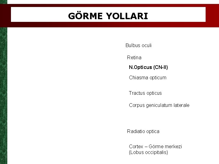 GÖRME YOLLARI Bulbus oculi Retina N. Opticus (CN-II) Chiasma opticum Tractus opticus Corpus geniculatum