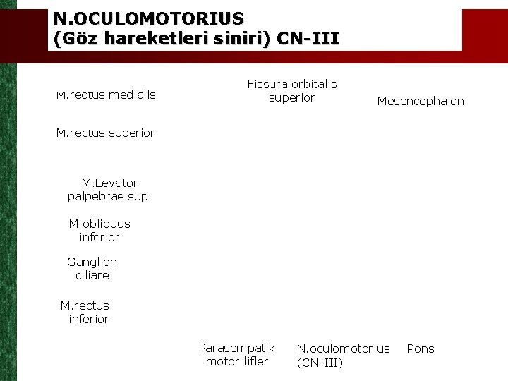 N. OCULOMOTORIUS (Göz hareketleri siniri) CN-III M. rectus medialis Fissura orbitalis superior Mesencephalon M.