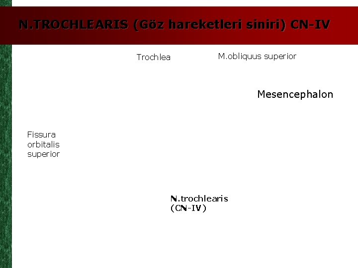 N. TROCHLEARIS (Göz hareketleri siniri) CN-IV Trochlea M. obliquus superior Mesencephalon Fissura orbitalis superior