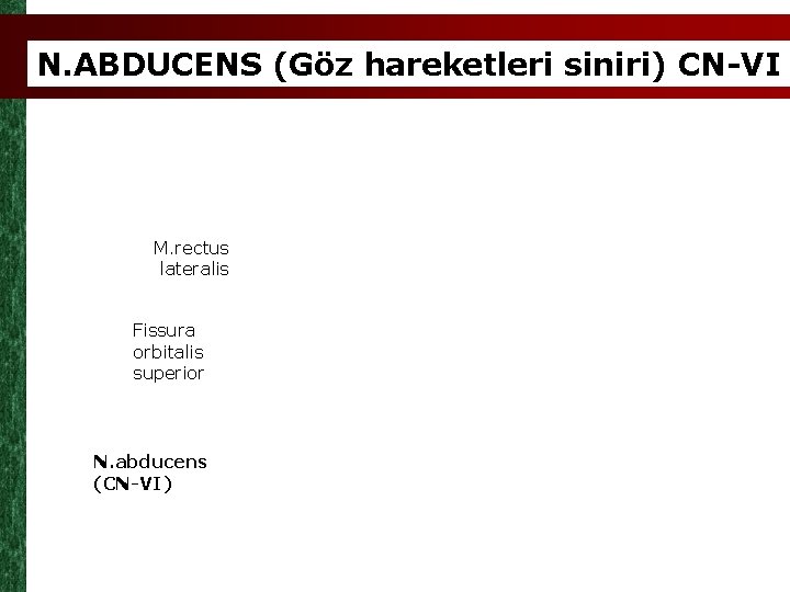 N. ABDUCENS (Göz hareketleri siniri) CN-VI M. rectus lateralis Fissura orbitalis superior N. abducens