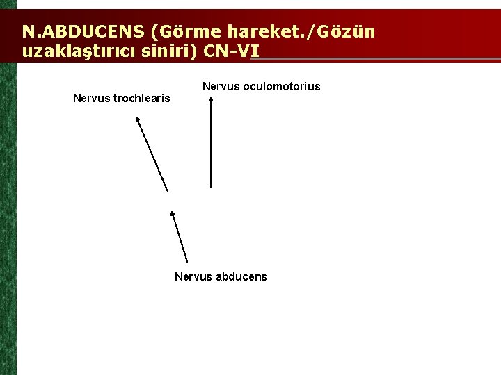 N. ABDUCENS (Görme hareket. /Gözün uzaklaştırıcı siniri) CN-VI Nervus trochlearis Nervus oculomotorius Nervus abducens