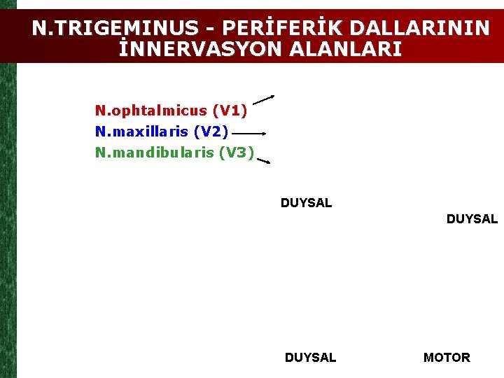 N. TRIGEMINUS - PERİFERİK DALLARININ İNNERVASYON ALANLARI N. ophtalmicus (V 1) N. maxillaris (V