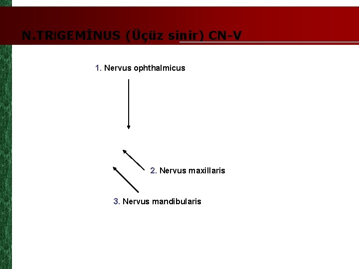 N. TRIGEMİNUS (Üçüz sinir) CN-V 1. Nervus ophthalmicus 2. Nervus maxillaris 3. Nervus mandibularis