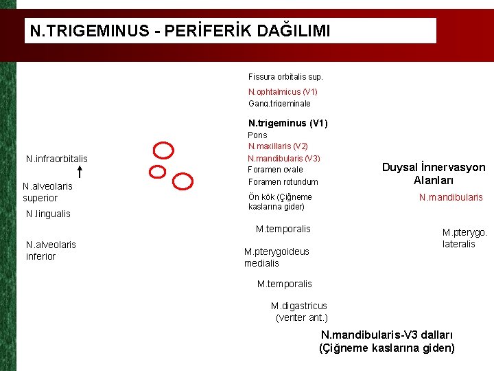 N. TRIGEMINUS - PERİFERİK DAĞILIMI Fissura orbitalis sup. N. ophtalmicus (V 1) Gang. trigeminale