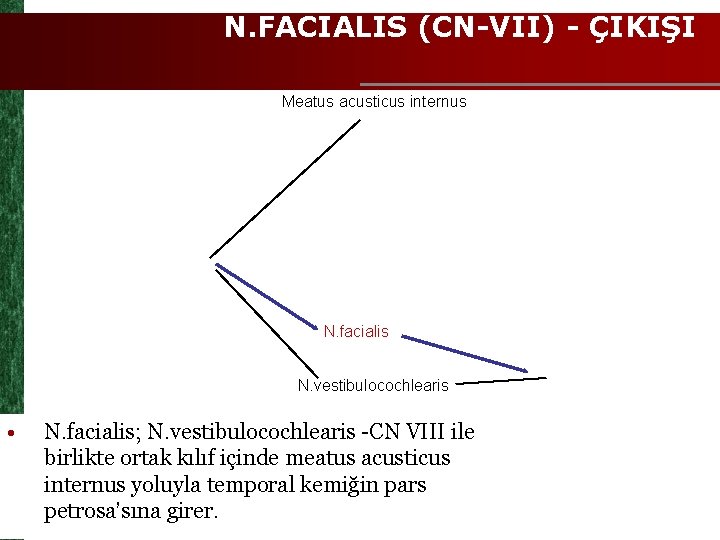 N. FACIALIS (CN-VII) - ÇIKIŞI Meatus acusticus internus N. facialis N. vestibulocochlearis • N.