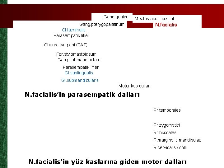 Gang. geniculi Meatus acusticus int. Gang. pterygopalatinum Gl. lacrimalis Parasempatik lifler N. facialis Chorda