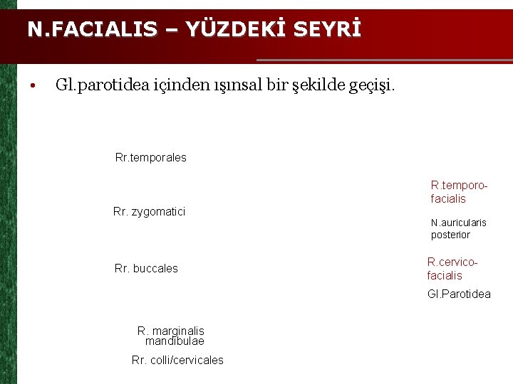 N. FACIALIS – YÜZDEKİ SEYRİ • Gl. parotidea içinden ışınsal bir şekilde geçişi. Rr.