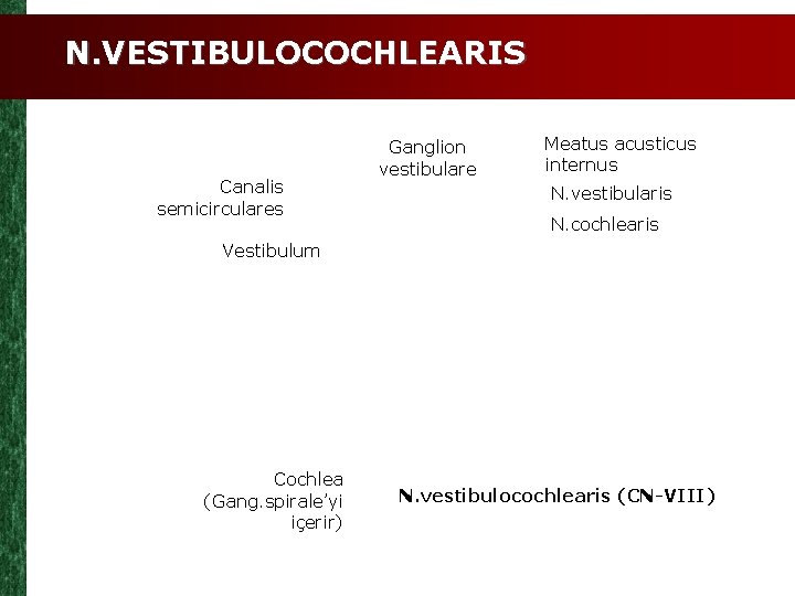 N. VESTIBULOCOCHLEARIS Canalis semicirculares Ganglion vestibulare Meatus acusticus internus N. vestibularis N. cochlearis Vestibulum