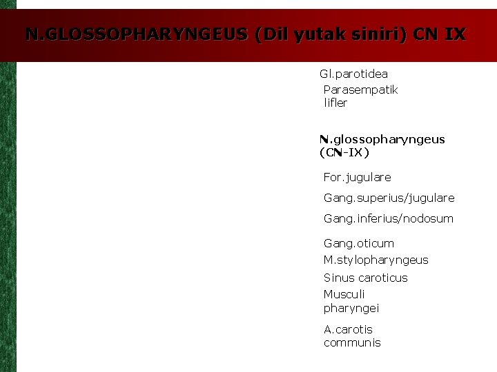 N. GLOSSOPHARYNGEUS (Dil yutak siniri) CN IX Gl. parotidea Parasempatik lifler N. glossopharyngeus (CN-IX)