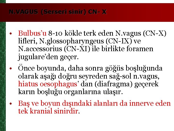 N. VAGUS (Serseri sinir) CN- X • Bulbus’u 8 -10 kökle terk eden N.