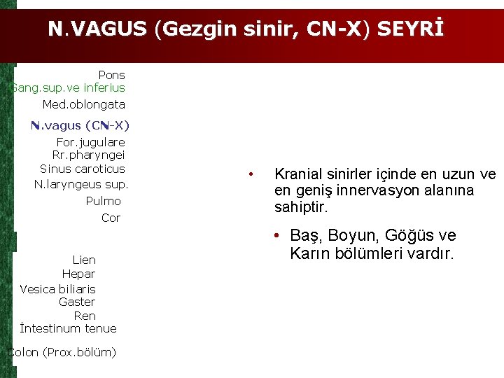 N. VAGUS (Gezgin sinir, CN-X) SEYRİ Pons Gang. sup. ve inferius Med. oblongata N.