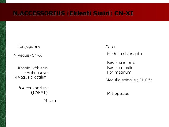 N. ACCESSORIUS (Eklenti Siniri) CN-XI For. jugulare Pons Medulla oblongata N. vagus (CN-X) Kranial