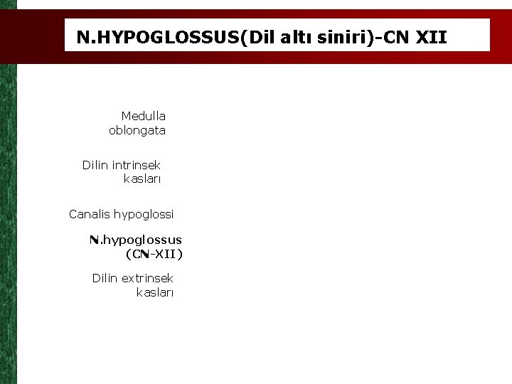 N. HYPOGLOSSUS(Dil altı siniri)-CN XII Medulla oblongata Dilin intrinsek kasları Canalis hypoglossi N. hypoglossus