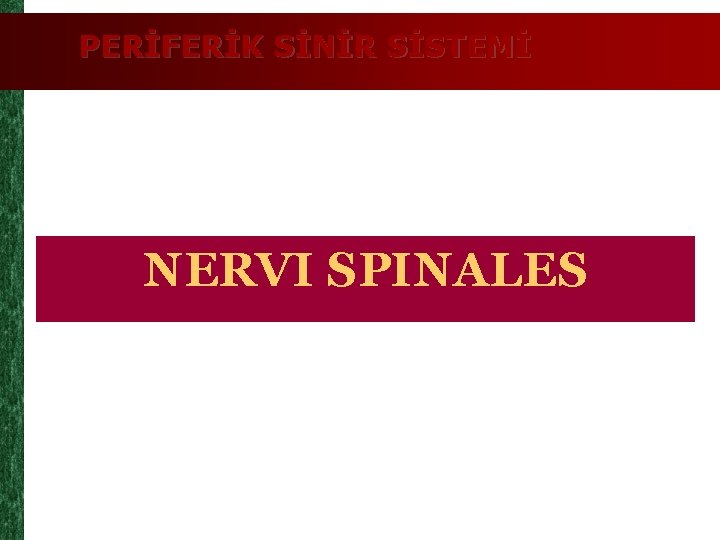 PERİFERİK SİNİR SİSTEMİ NERVI SPINALES 