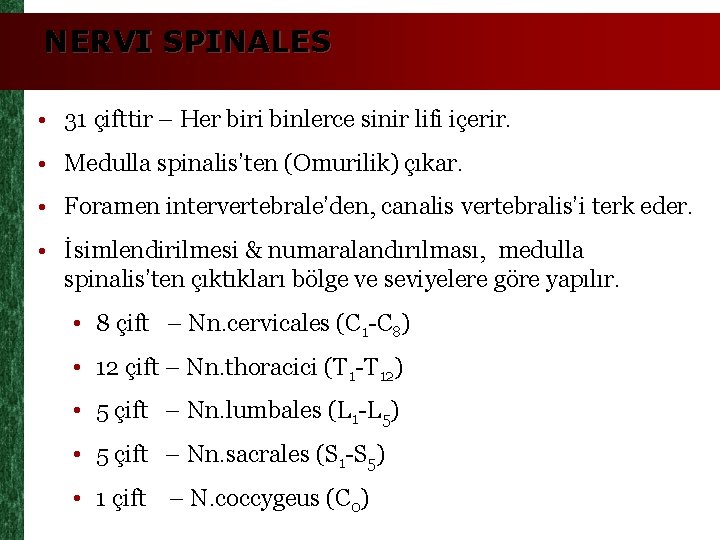 NERVI SPINALES • 31 çifttir – Her biri binlerce sinir lifi içerir. • Medulla