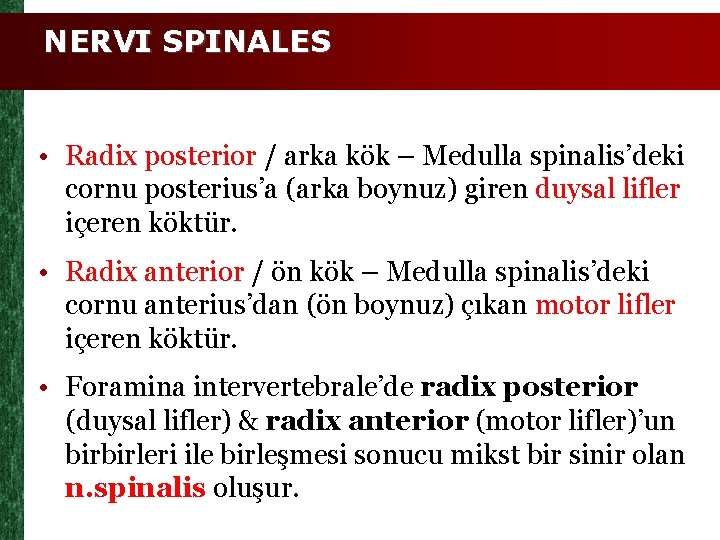NERVI SPINALES • Radix posterior / arka kök – Medulla spinalis’deki cornu posterius’a (arka
