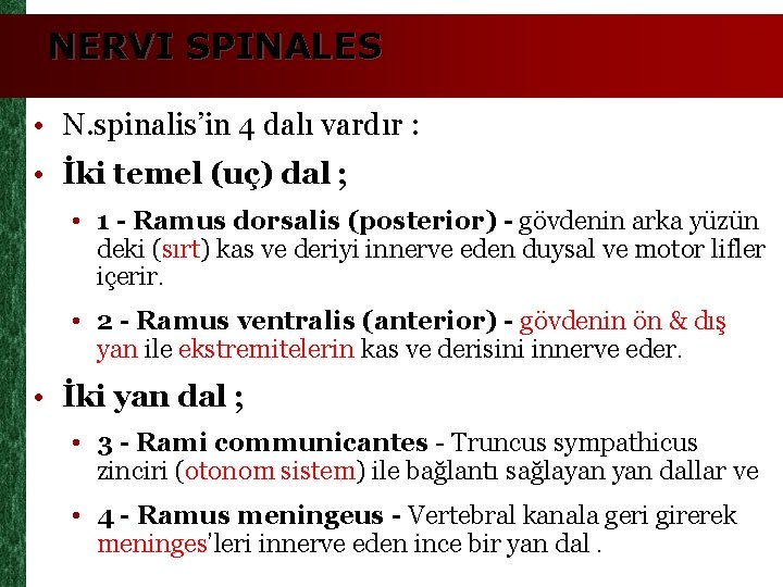 NERVI SPINALES • N. spinalis’in 4 dalı vardır : • İki temel (uç) dal