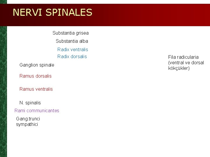 NERVI SPINALES Substantia grisea Substantia alba Radix ventralis Radix dorsalis Ganglion spinale Fila radicularia