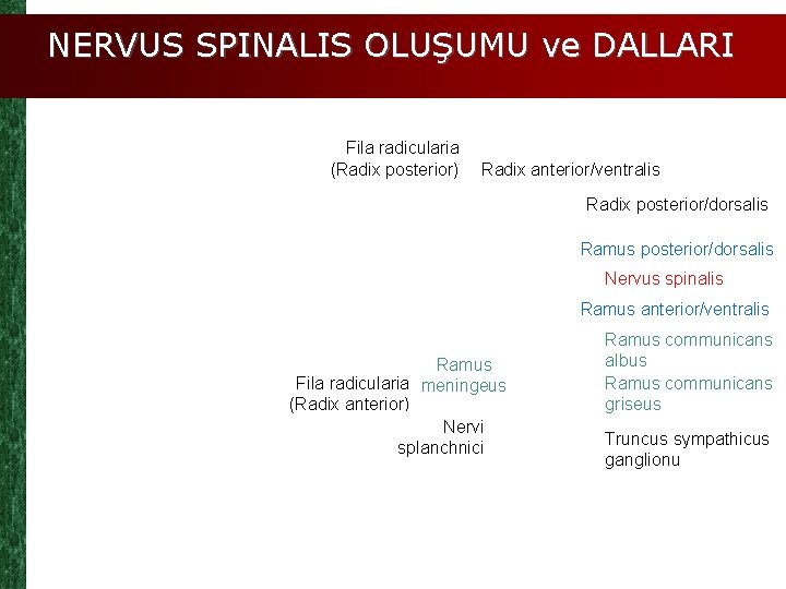 NERVUS SPINALIS OLUŞUMU ve DALLARI Fila radicularia (Radix posterior) Radix anterior/ventralis Radix posterior/dorsalis Ramus