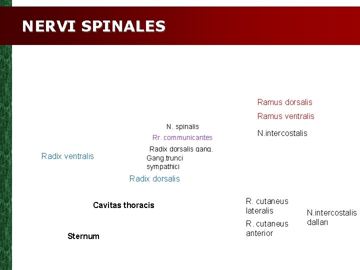 NERVI SPINALES Ramus dorsalis Ramus ventralis N. spinalis Rr. communicantes Radix ventralis N. intercostalis