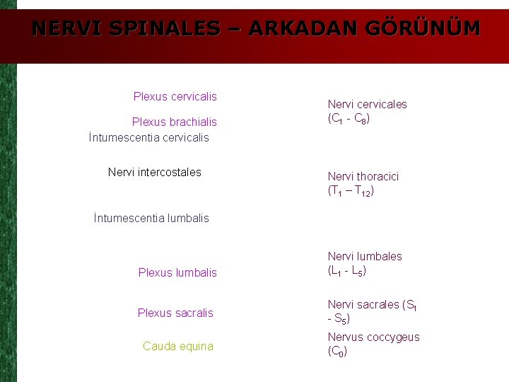 NERVI SPINALES – ARKADAN GÖRÜNÜM Plexus cervicalis Plexus brachialis İntumescentia cervicalis Nervi intercostales Nervi