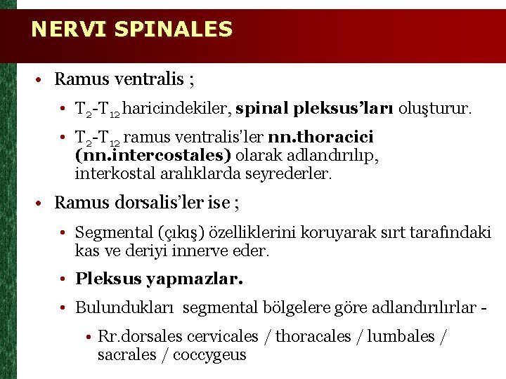 NERVI SPINALES • Ramus ventralis ; • T 2 -T 12 haricindekiler, spinal pleksus’ları