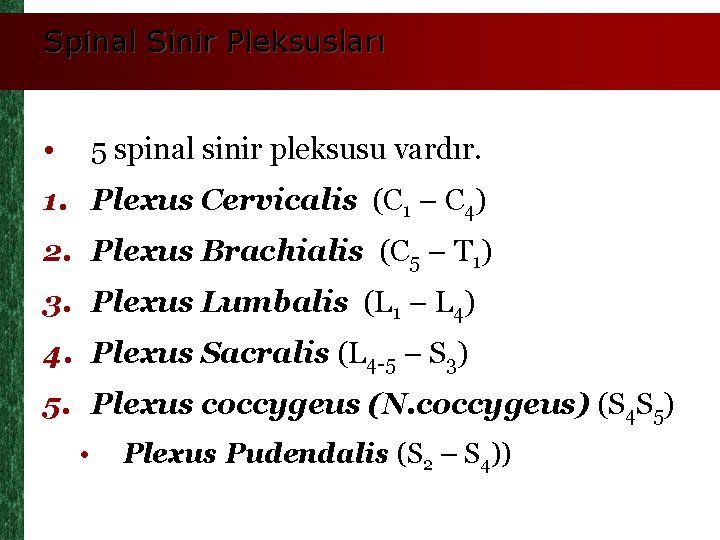 Spinal Sinir Pleksusları • 5 spinal sinir pleksusu vardır. 1. Plexus Cervicalis (C 1
