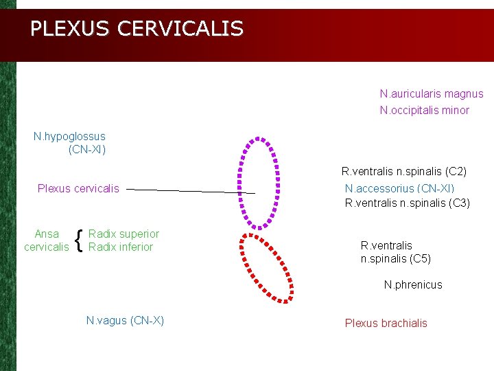 PLEXUS CERVICALIS N. auricularis magnus N. occipitalis minor N. hypoglossus (CN-XI) R. ventralis n.