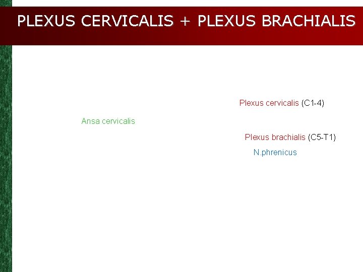 PLEXUS CERVICALIS + PLEXUS BRACHIALIS Plexus cervicalis (C 1 -4) Ansa cervicalis Plexus brachialis