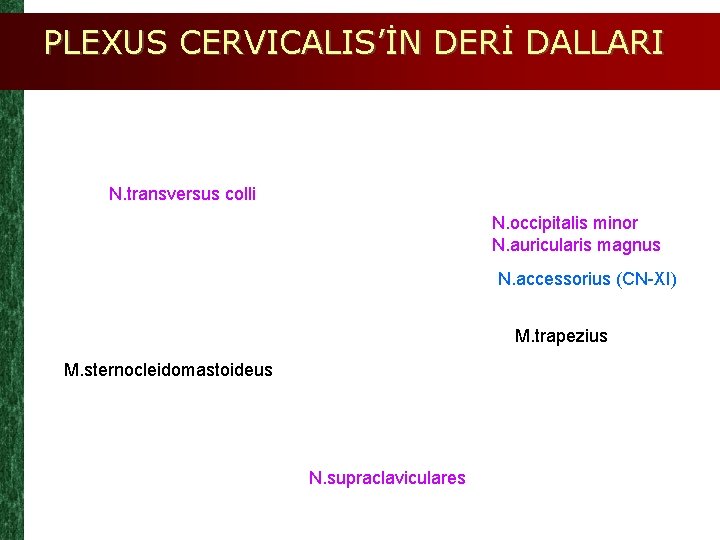 PLEXUS CERVICALIS’İN DERİ DALLARI N. transversus colli N. occipitalis minor N. auricularis magnus N.