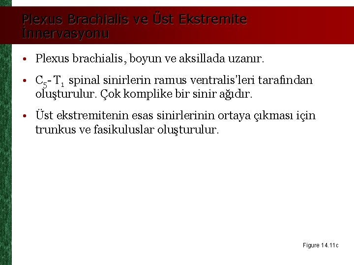 Plexus Brachialis ve Üst Ekstremite İnnervasyonu • Plexus brachialis, boyun ve aksillada uzanır. •