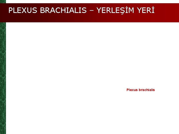 PLEXUS BRACHIALIS – YERLEŞİM YERİ Plexus brachialis 