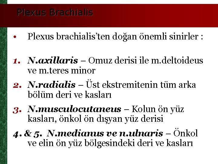 Plexus Brachialis • Plexus brachialis’ten doğan önemli sinirler : 1. N. axillaris – Omuz