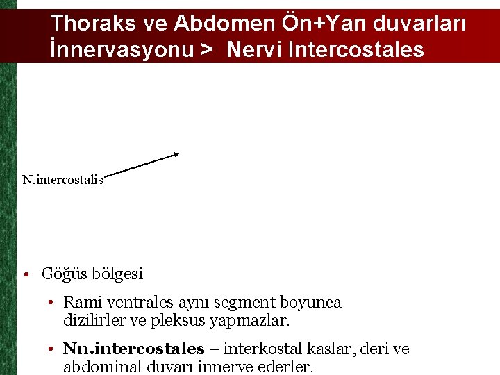 Thoraks ve Abdomen Ön+Yan duvarları İnnervasyonu > Nervi Intercostales N. intercostalis • Göğüs bölgesi