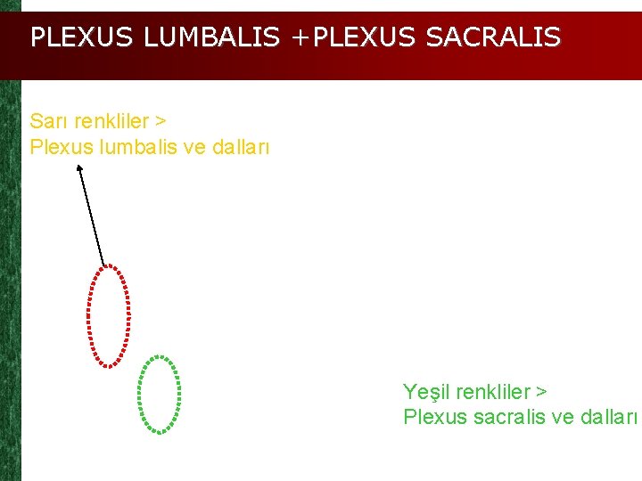 PLEXUS LUMBALIS +PLEXUS SACRALIS Sarı renkliler > Plexus lumbalis ve dalları Yeşil renkliler >