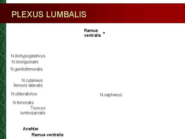 PLEXUS LUMBALIS Ramus = ventralis N. iliohypogastricus N. ilioinguinalis N. genitofemoralis N. cutaneus femoris