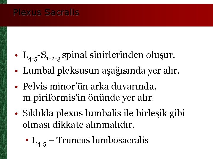 Plexus Sacralis • L 4 -5 -S 1 -2 -3 spinal sinirlerinden oluşur. •