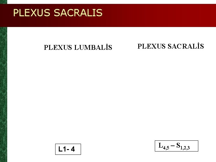PLEXUS SACRALIS PLEXUS LUMBALİS L 1 - 4 PLEXUS SACRALİS L 4, 5 –