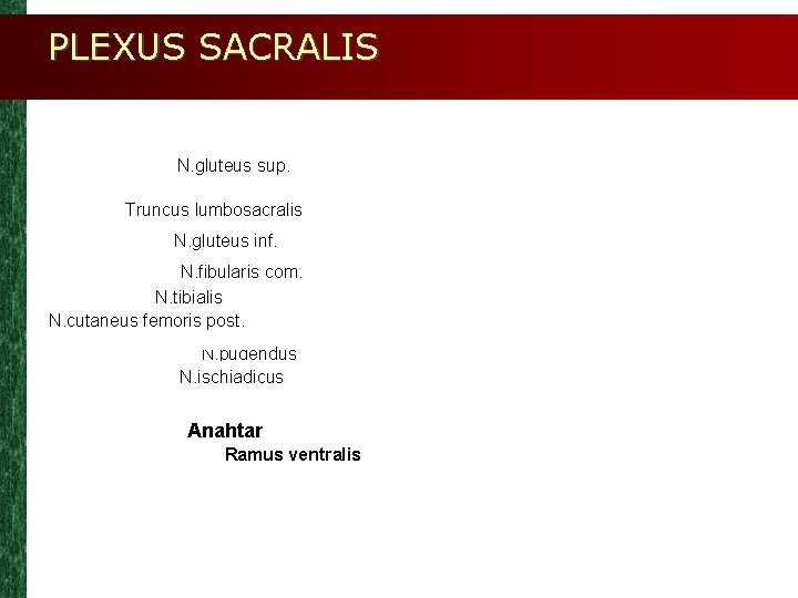 PLEXUS SACRALIS N. gluteus sup. Truncus lumbosacralis N. gluteus inf. N. fibularis com. N.